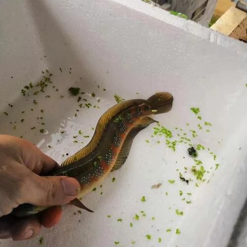 星點雷龍魚圖片