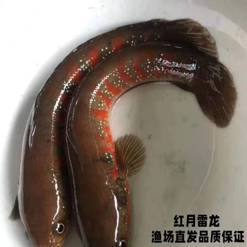星點雷龍魚圖片