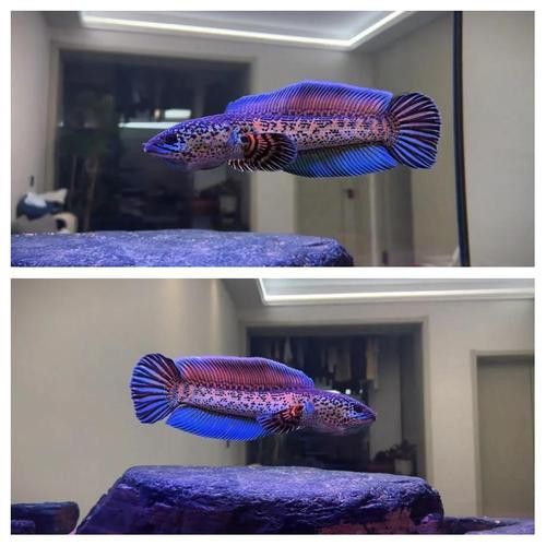 星點雷龍魚圖片