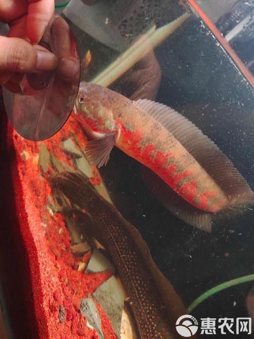星點雷龍魚圖片