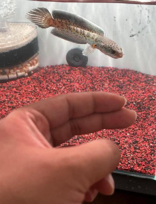 星點雷龍魚圖片