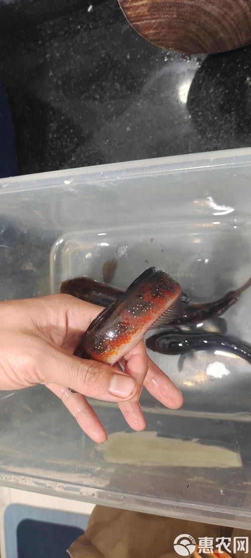 星點雷龍魚圖片