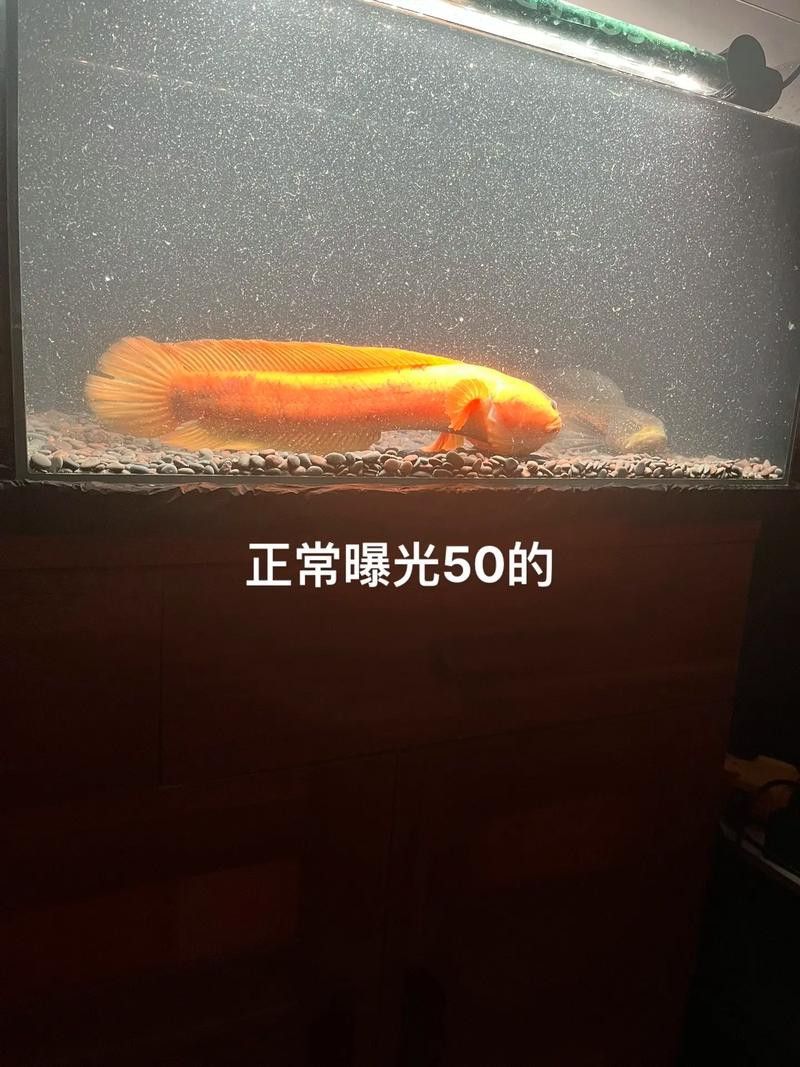 星點雷龍魚圖片