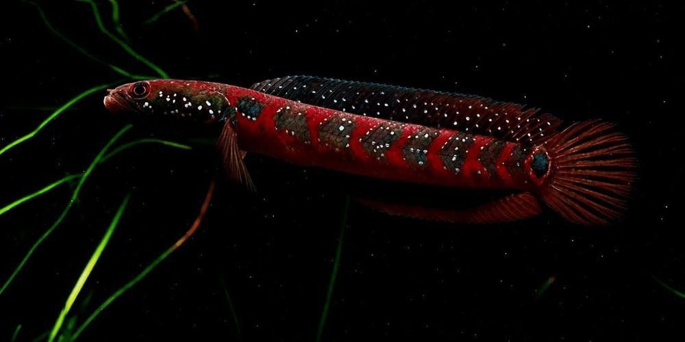 星點雷龍魚圖片