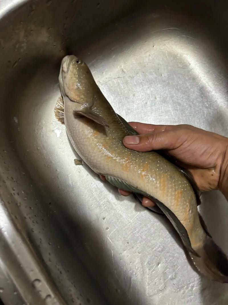 星點雷龍魚圖片