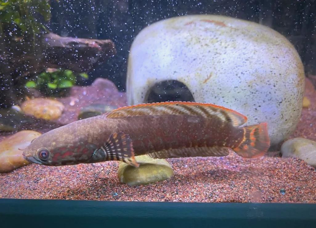 星點雷龍魚圖片