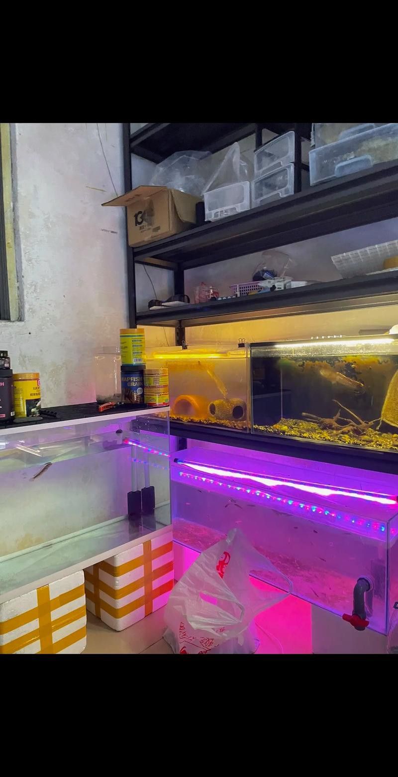 星點雷龍魚圖片