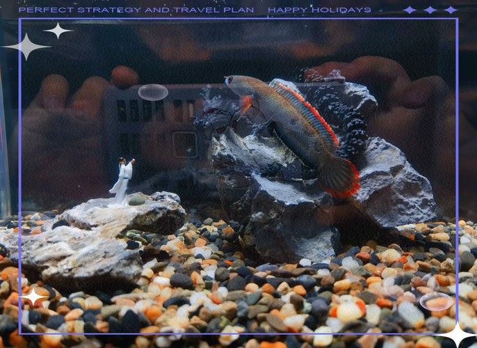 星點雷龍魚圖片