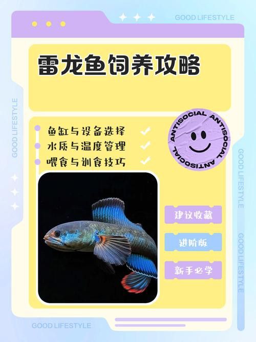 星點雷龍魚圖片