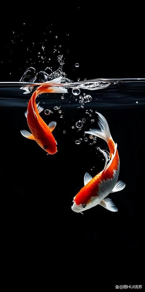 有水有魚的手機壁紙