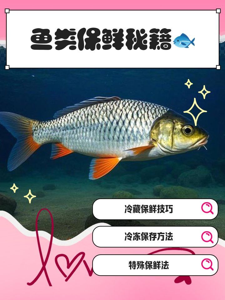 哪種方法保存龍魚最有效？