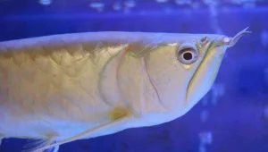 哪種方法保存龍魚最有效？