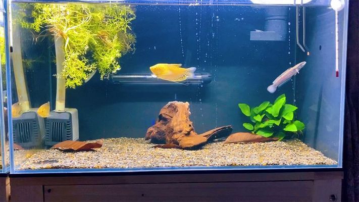 雷龍魚跳躍行為的心理分析：雷龍魚的跳躍行為是由多種因素引起雷龍魚的跳躍行為