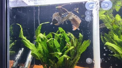 雷龍魚跳躍行為的心理分析：雷龍魚的跳躍行為是由多種因素引起雷龍魚的跳躍行為