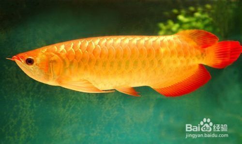 龍魚(yú)好養(yǎng)活嗎怎么養(yǎng)的：如何判斷龍魚(yú)的健康狀態(tài)，龍魚(yú)養(yǎng)殖的水溫控制技巧