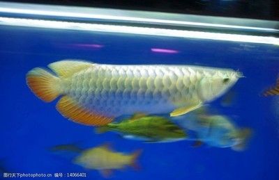 金龍魚需要燈光照射嗎：養金龍魚需要燈光照射嗎