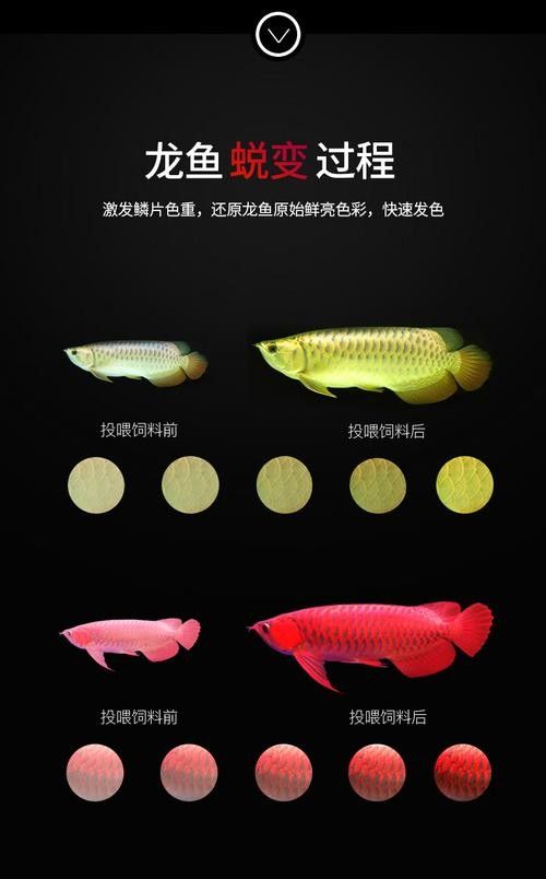 龍魚飼料魚怎么處理干凈圖片