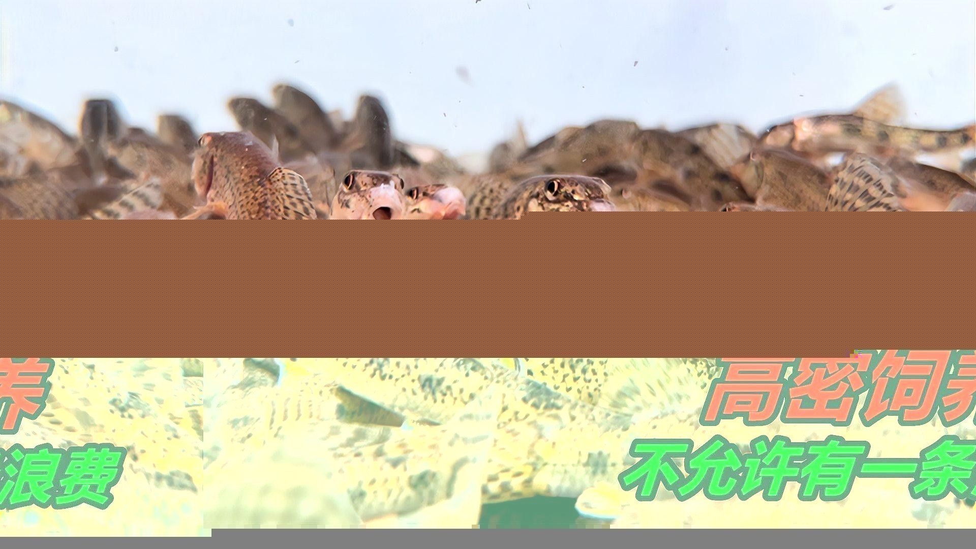 龍魚飼料魚怎么處理干凈圖片