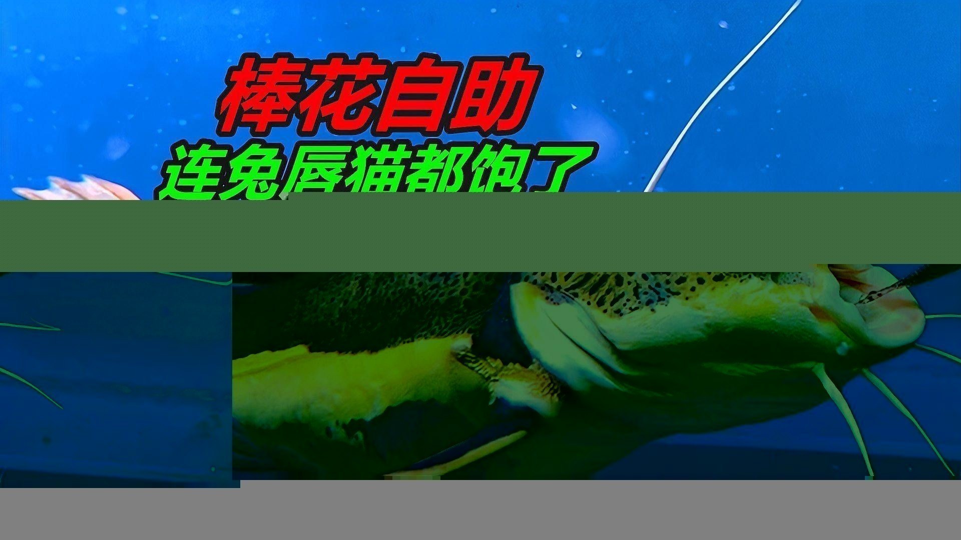 龍魚飼料魚怎么處理干凈圖片