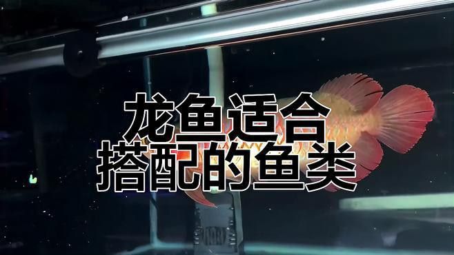 混養龍魚的最佳伴侶魚有哪些