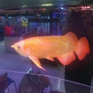 龍魚去哪里批發(fā)最好賣：哪個地方批發(fā)龍魚最好賣？ 龍魚去哪里批發(fā)最好賣：哪個地方批發(fā)龍魚最好賣？ 龍魚百科