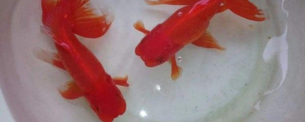 紅龍魚銀龍魚地圖魚能混養(yǎng)嗎：混養(yǎng)紅龍魚、銀龍魚、地圖魚需要注意以下幾個方面