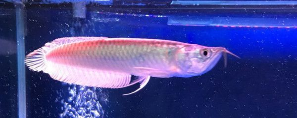 紅龍魚銀龍魚地圖魚能混養(yǎng)嗎：混養(yǎng)紅龍魚、銀龍魚、地圖魚需要注意以下幾個方面