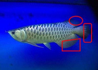 龍魚尾鰭開裂（龍魚尾部開裂怎么辦）