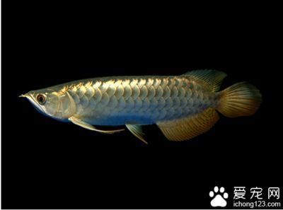 魚缸養金龍魚的技術要點：養金龍魚的技術要點