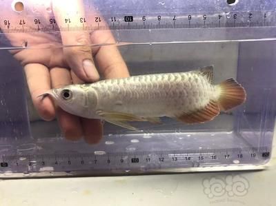 龍魚里的芯片自己能查嗎：如何辨別龍魚芯片的真偽