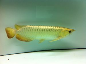 龍魚里的芯片自己能查嗎：如何辨別龍魚芯片的真偽