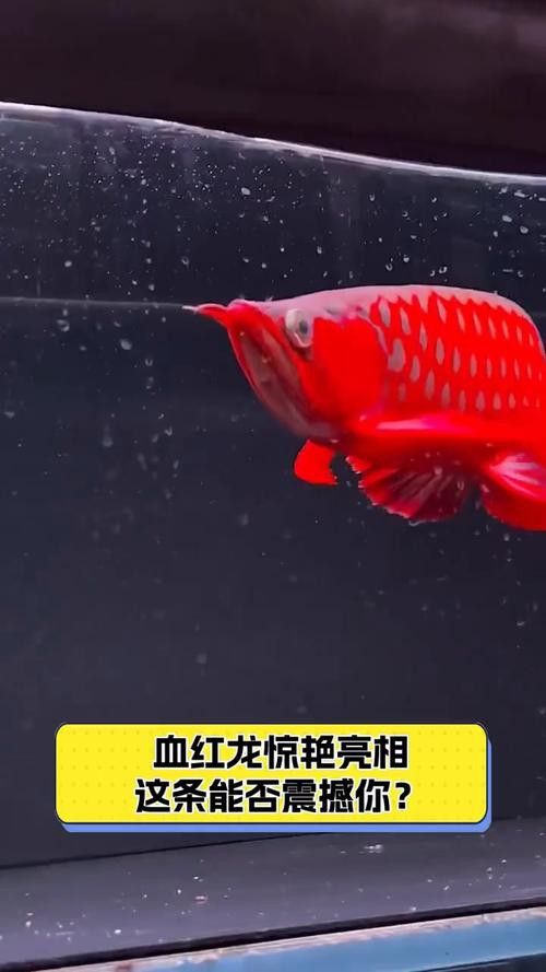 大紅金龍魚圖片大全欣賞圖 大紅金龍魚圖片大全欣賞圖 龍魚百科 第43張