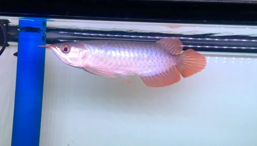 大紅金龍魚圖片大全欣賞圖 大紅金龍魚圖片大全欣賞圖 龍魚百科 第45張