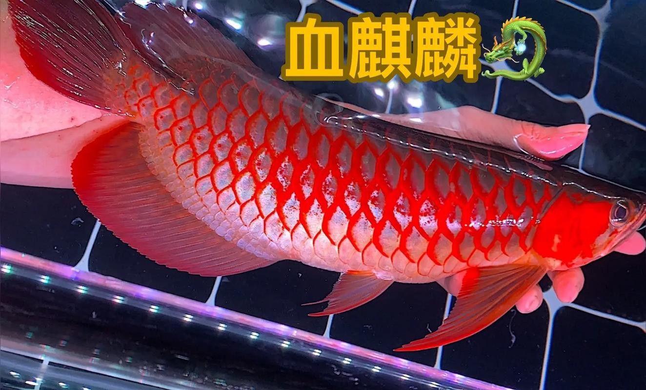 大紅金龍魚圖片大全欣賞圖 大紅金龍魚圖片大全欣賞圖 龍魚百科 第47張
