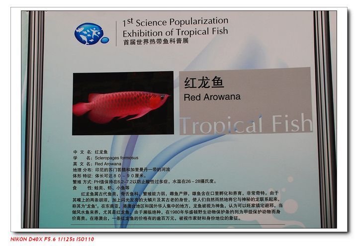 天津紅龍魚（天津地區(qū)的紅龍魚價格因品種和品相而異，紅龍魚價格走勢）