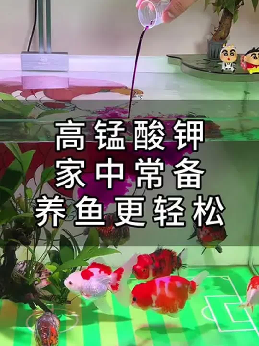 龍魚撞缸后如何消毒魚缸？