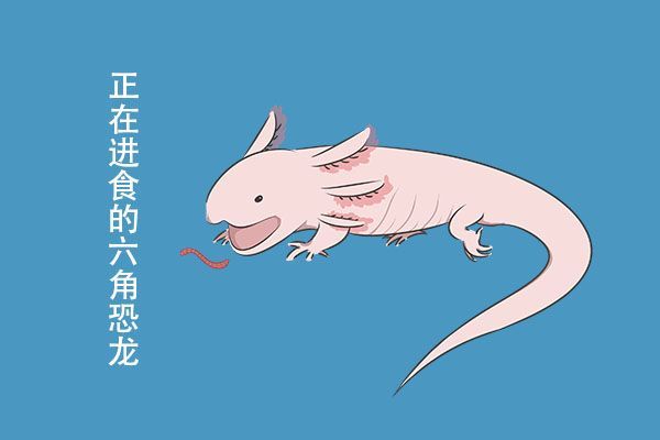 六角恐龍魚容易死嗎（六角恐龍魚不容易死，它們對環境的要求并不高）