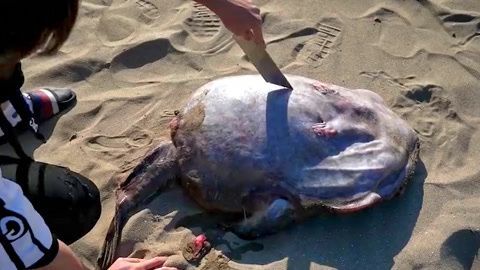 六角恐龍魚容易死嗎（六角恐龍魚不容易死，它們對環境的要求并不高）