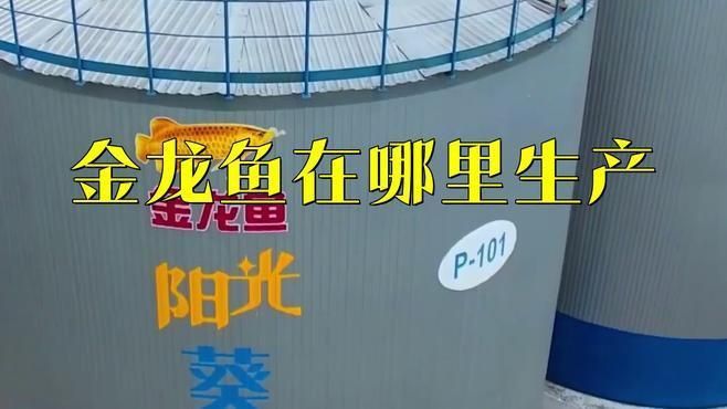 金龍魚有幾個生產