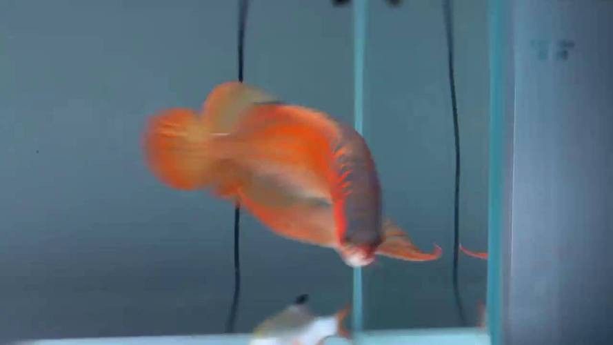 神龍魚圖片大全高清