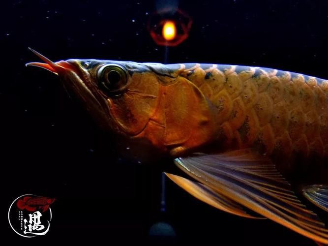 神龍魚圖片大全高清