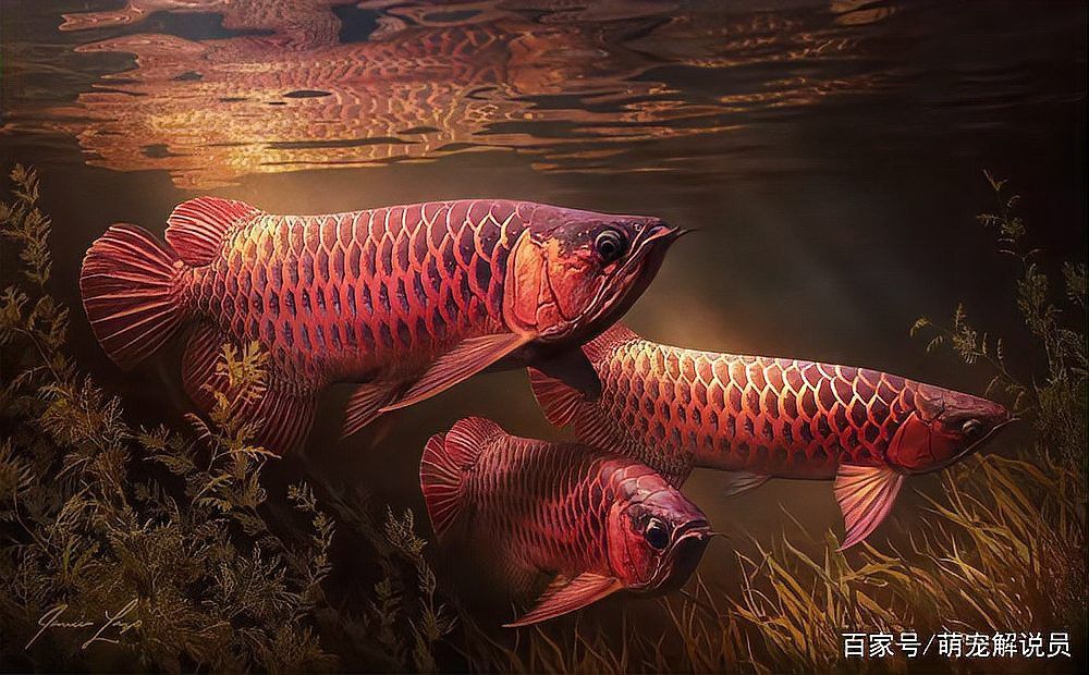 神龍魚圖片大全高清