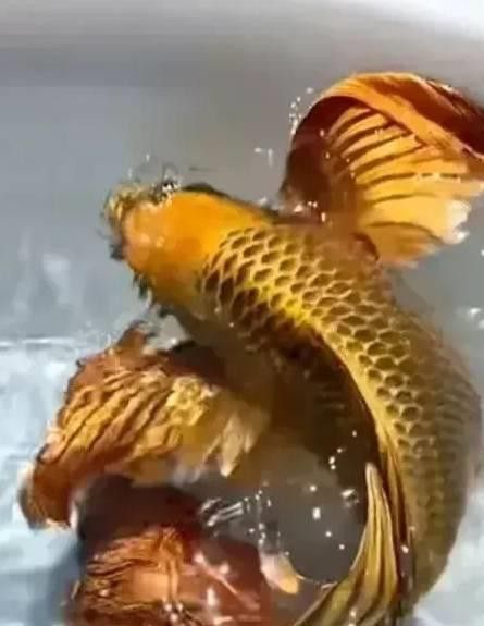 神龍魚圖片大全高清