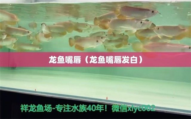龍魚嘴巴一張一合什么原因：龍魚嘴巴一張一合的原因 龍魚嘴巴一張一合什么原因：龍魚嘴巴一張一合的原因 龍魚百科 第1張