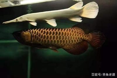 紅龍魚養(yǎng)多久成年魚會死，如何判斷紅龍魚性成熟，紅龍魚長壽飼養(yǎng)技巧分享