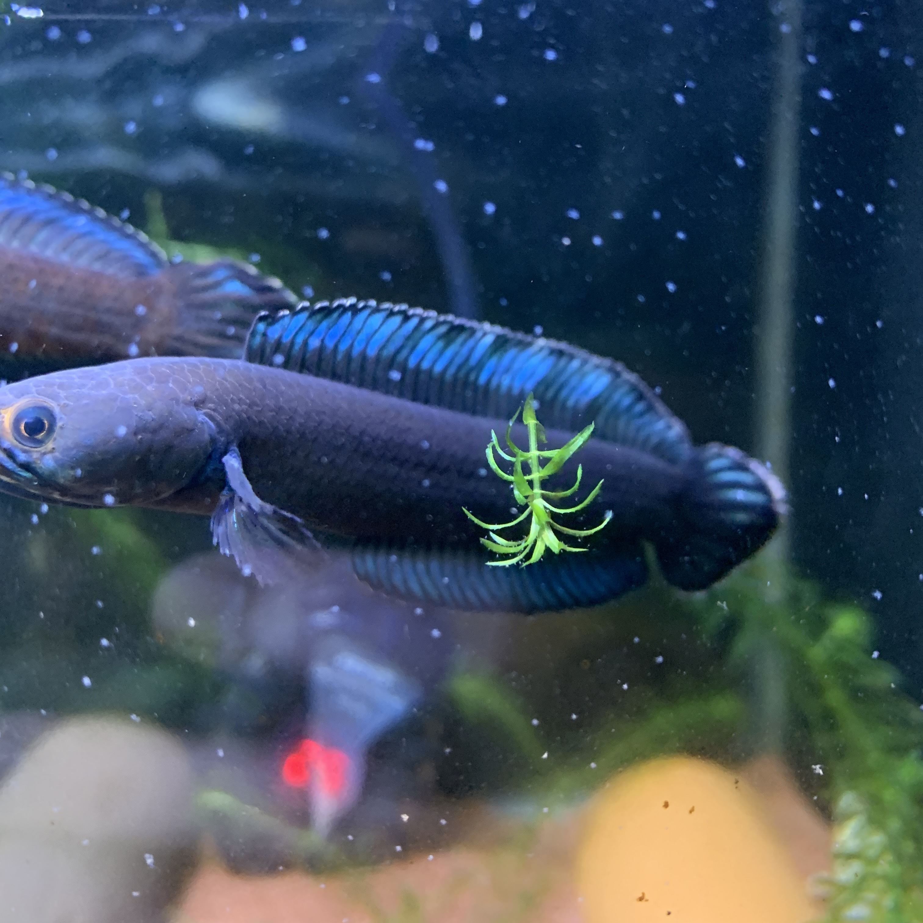 龍魚鉆石眼：什么是龍魚鉆石眼