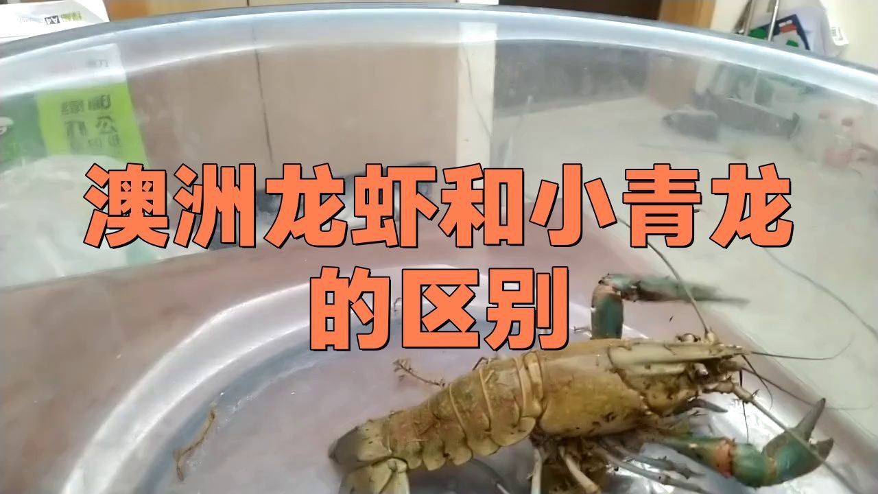 龍蝦和小青龍的區別