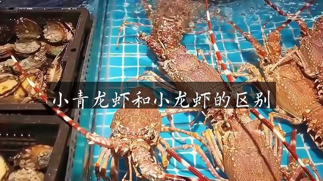 龍蝦和小青龍的區別