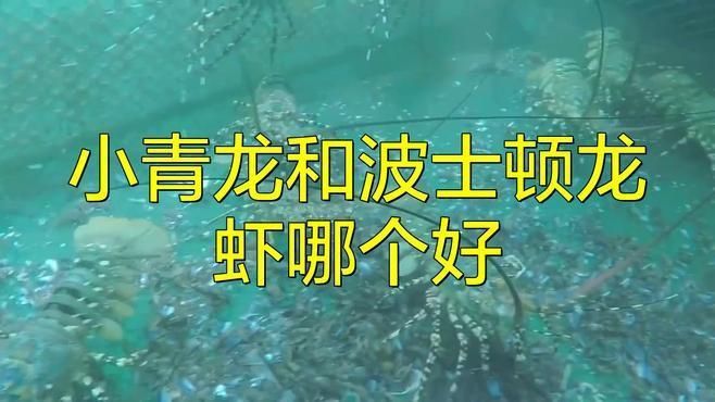 龍蝦和小青龍的區別