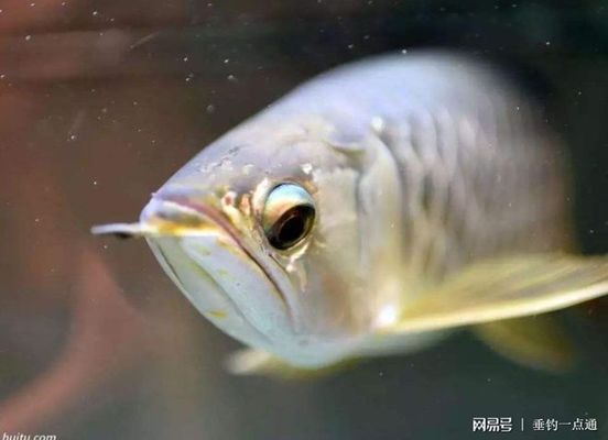 金龍魚的眼睛能看多遠